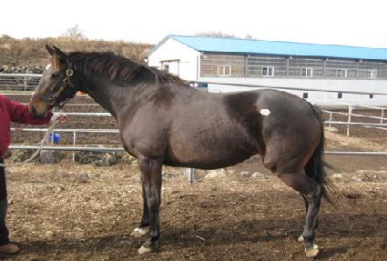 �߷�Ÿ�ι��� ����