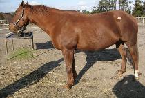 ���ξǽô�Ʈ (PRO OCCIDENT) ����