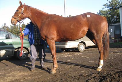 ������ ����