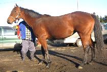 ����Ʈ�޸�Ƽ (SWEET MARY T) ����