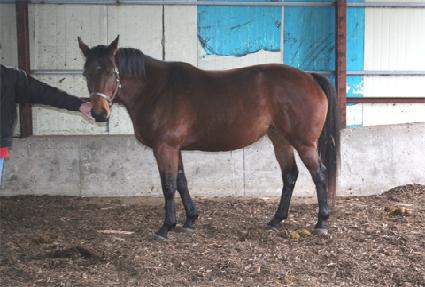 �������彺Ÿ�� ����