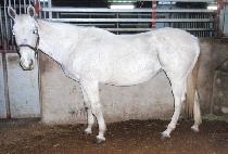 Ȧ�����̳� (HOLY NINER) ����