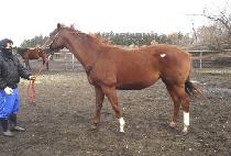 SHOREWALK DRIVE picture