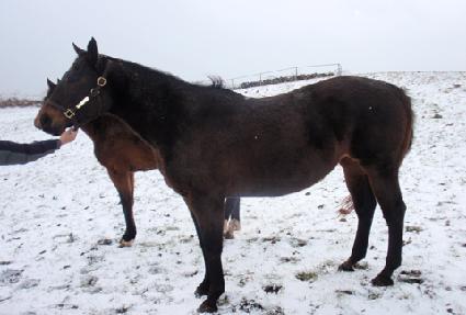 ȭ�̾�극�� ����