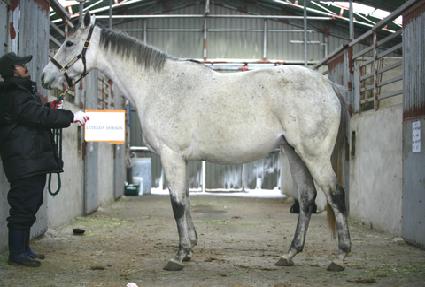 ���̿��ٵ���� ����