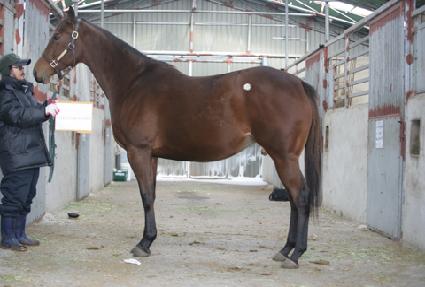 ȭ�̺꽺Ÿ���� ����