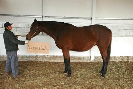 ��ũ�����ɷξ� ����