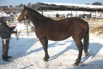 �ڳ��ũ���� (TELL NO SECRETS) ����