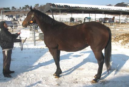 �ڳ��ũ���� ����