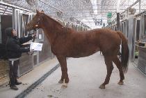 �����ũ (ZODIAQUE) ����