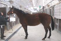 ����δ��̽�Ʈ (HEATHERINTHEMIST) ����