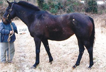 ŵ��������ٿ��� ����