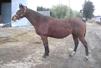 ����ũ���ι̴� ����