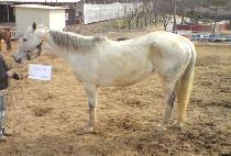 �����ѷ��̵� (LET��S ROLL LADY) ����