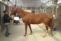 ������� (BADINAGE) ����