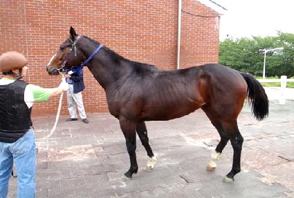 ���Ư�� ����