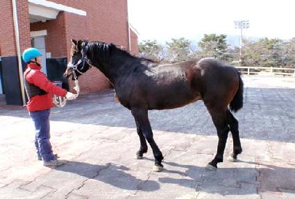 �ƽ�īȣũ ����