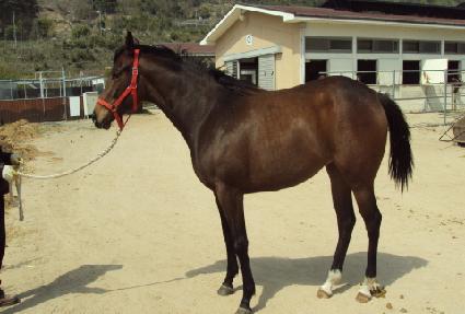 ���ȴ�� ����