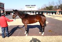 ���̷� (AIREN) ����