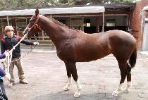 ȭ��Ʈ�轺 (WHITE SOX) ����