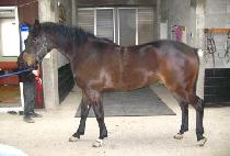 ������ (WITH WIN) ����