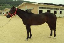 DONGSEO MYEONGGA picture