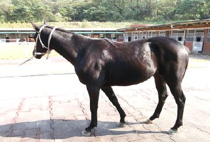 ���ִ뱺 ����