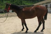 ��ĸ��ǰ (WELL CAP MYEONGPUM) ����