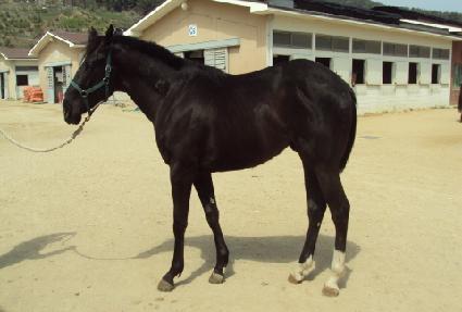 �÷��׽� ����