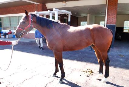 ����� ����