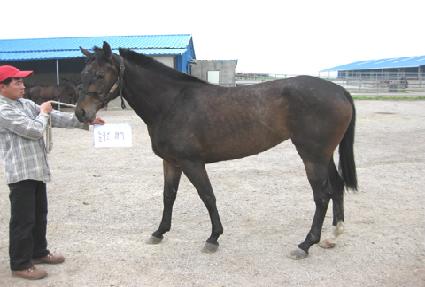 ��Ǫ����� ����