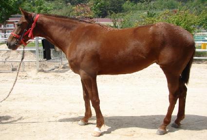 ���巹�̵� ����