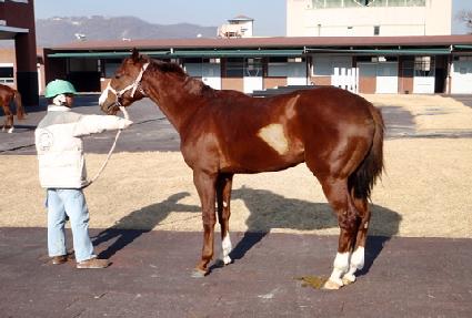 ��Ǫ����ī�� ����