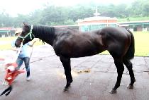 �¸������ (GOOD MORNING PICO) ����