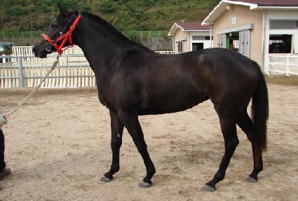 �÷�Ÿ ����