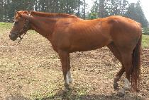 �ٴ� (DADAM) ����