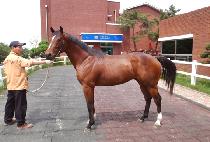 ����è�� (WORLD CHAMP) ����