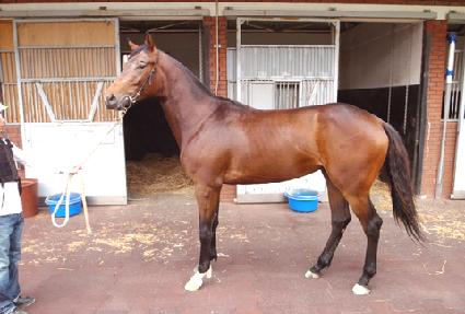 �����ڽ� ����