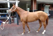 ��õ���� (TONGCHEONJISU) ����