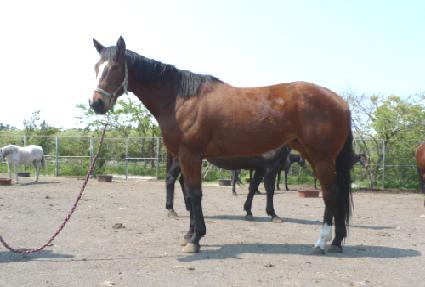 �շ��帲 ����