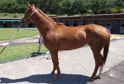 ���̾�� ����