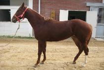 ����Ʈ (SHOUT) ����