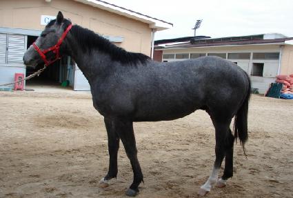 ��ȣ�屺 ����