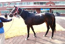 �����̳�� (SUNDAY NOVA) ����