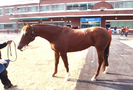 �ƶ���ǳ ����