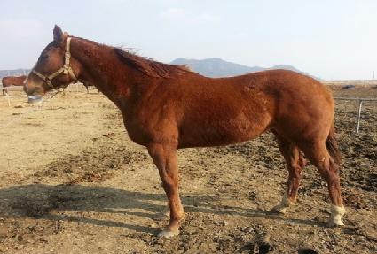 �¸����� ����