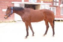 �Ծȵ��� (HAMANDORI) ����