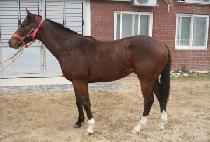 ���ǵ�Ĺ (SPEED CAT) ����