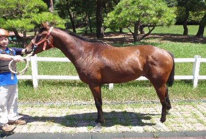 Ǫ������ ����