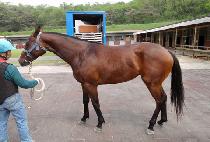 õ������ (CHEONBONG CHUKJE) ����